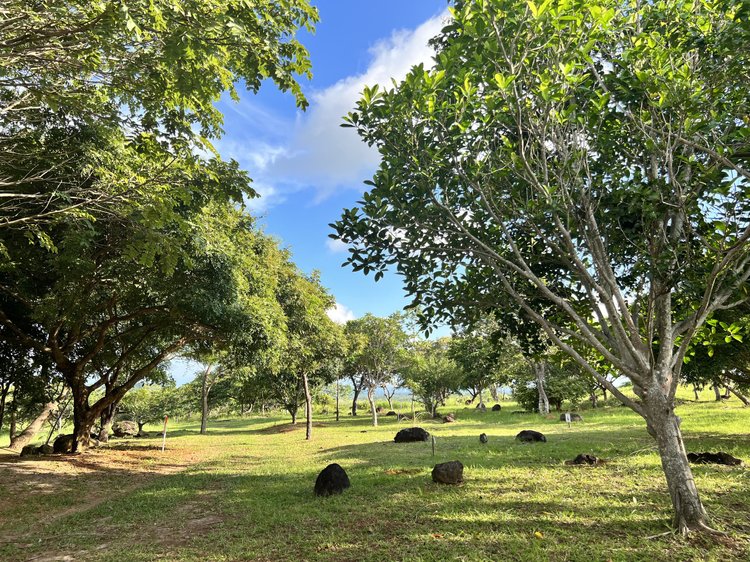 A lush green landscape with multiple trees of different sizes, some with thick trunks and others more slender, under a partly cloudy sky with patches of blue and white clouds, scattered rocks on the grassy ground.