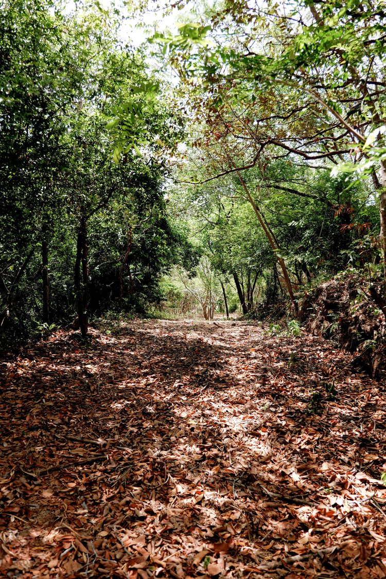 A dirt trail covered with fallen leaves through a dense green forest.