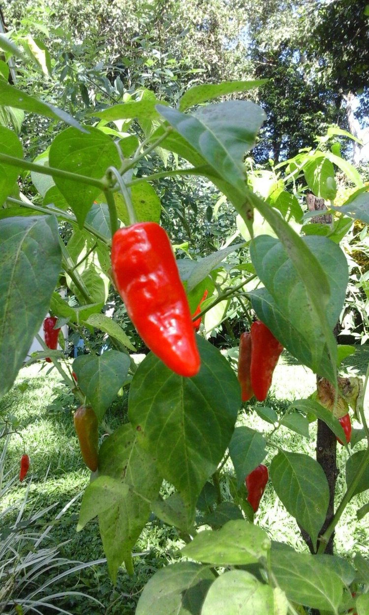 Red chili peppers growing on a plant in a garden with green leaves and trees in the background.