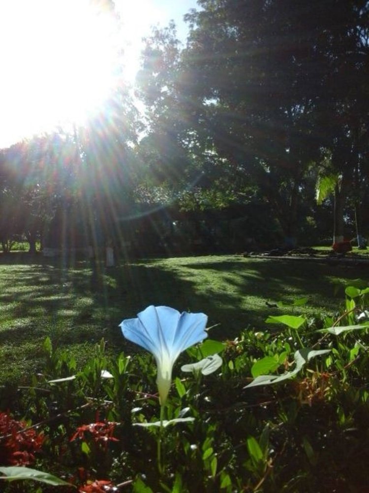A single white and blue morning glory flower in a garden with sun rays shining through the trees.
