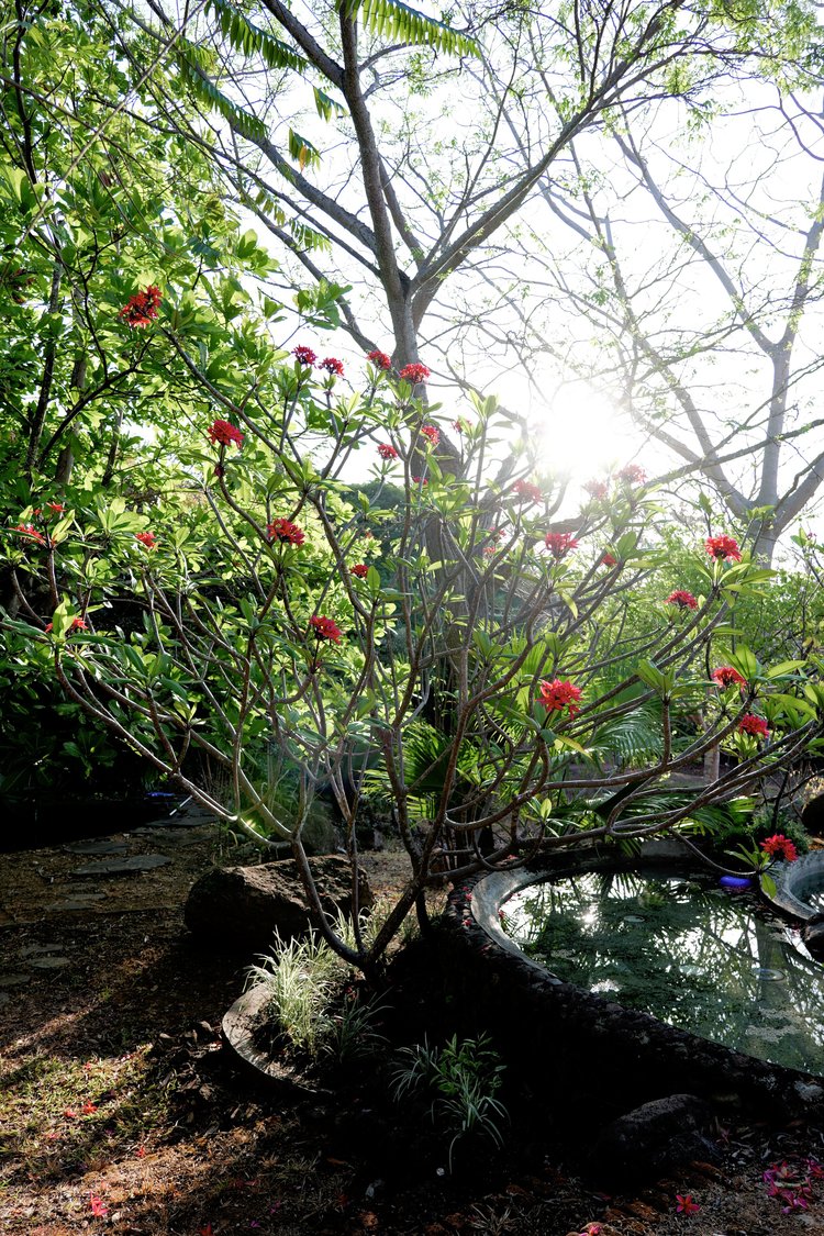 A lush garden with green foliage, a flowering shrub with red blooms, and sunlight shining through the trees, casting shadows on the ground and a small pond.