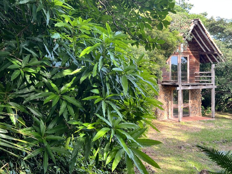 A wooden house with large windows and a small balcony, surrounded by lush green trees and plants.