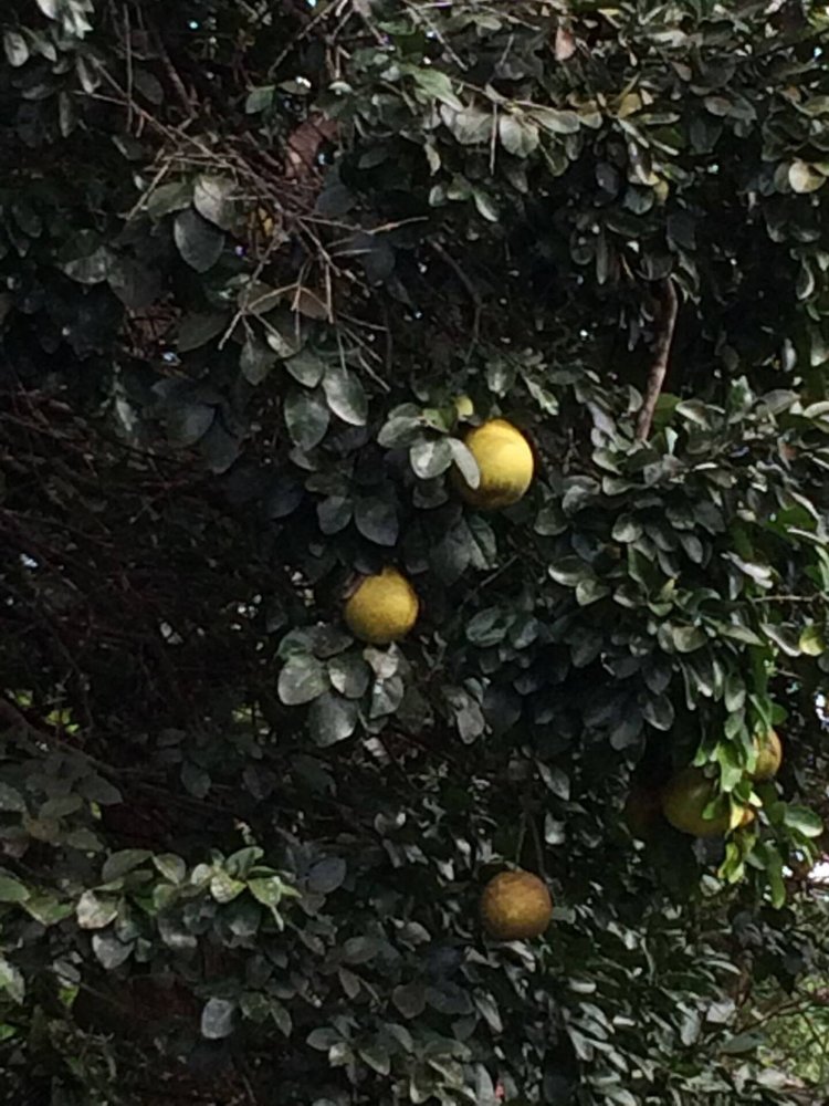 Several greenish-yellow citrus fruits hanging from a leafy tree.